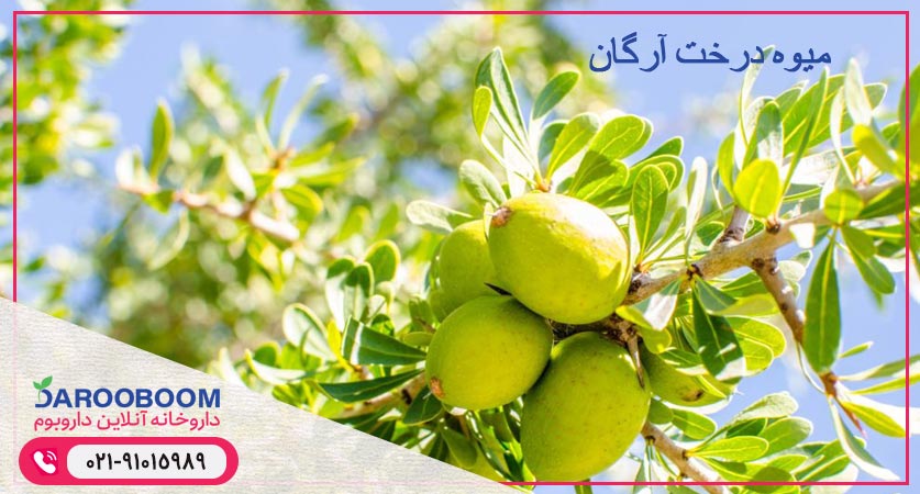 میوه درخت آرگان