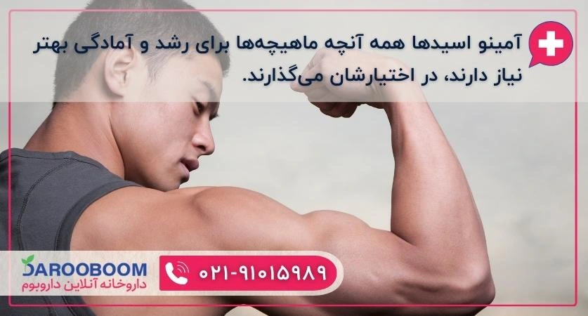 ضرورت امینو اسید برای رشد عضلات