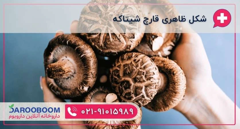 قارچ شیتاکه